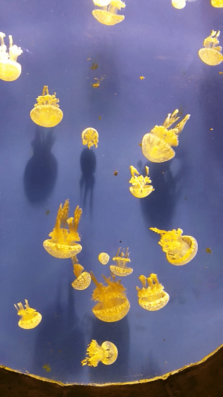 20151023_125517.gif image