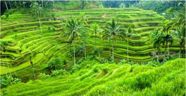ubud
