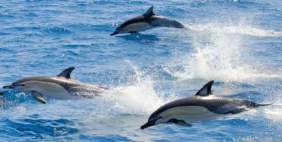 common-dolphins-bay-of